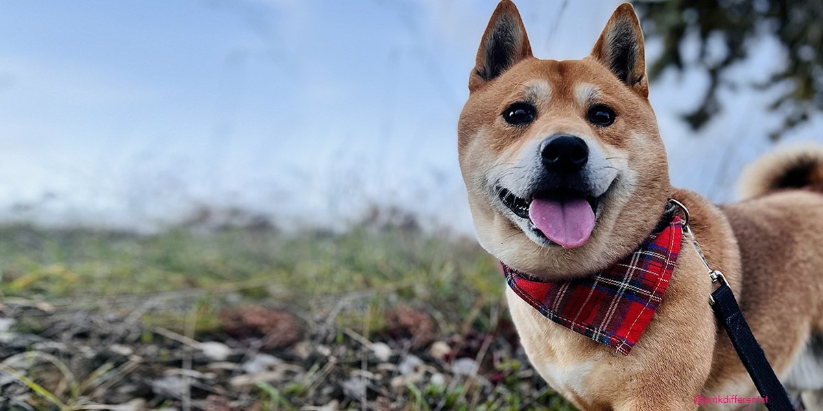 Pet influencer: come lavorare con il tuo animale domestico